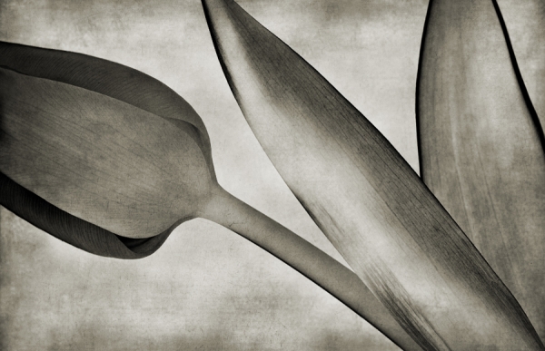 Photograph Jeannette Woitzik Tulip on One Eyeland